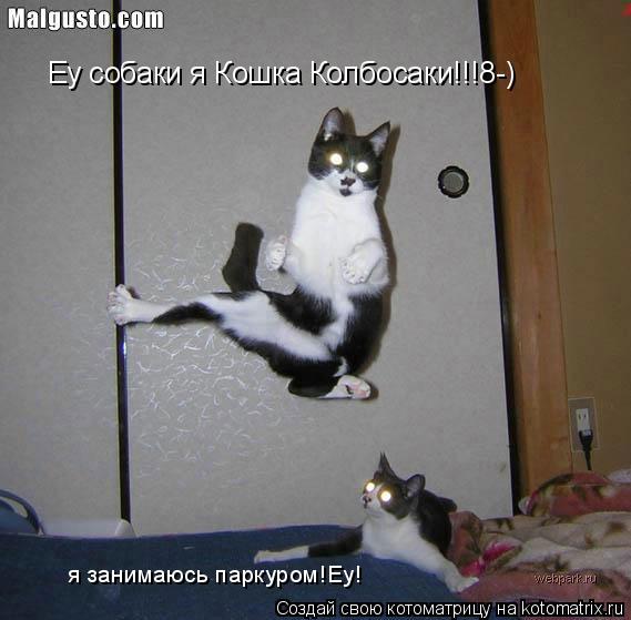 Еу собаки я Кошка Колбосаки!!!8-) я занимаюсь паркуром!Еу!... Котоматрица: Еу собаки я Кошка Колбосаки!!!8-) я занимаюсь паркуром!Еу!