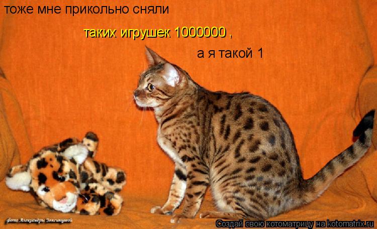 тоже мне прикольно сняли таких игрушек 1000000 , а я такой 1... Котоматрица: тоже мне прикольно сняли таких игрушек 1000000 , а я такой 1