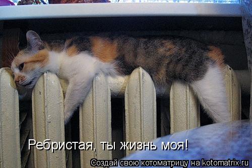 Ребристая, ты жизнь моя!... Котоматрица: Ребристая, ты жизнь моя!