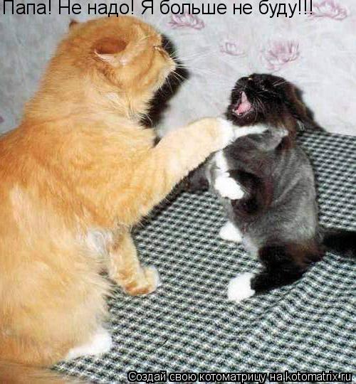 Папа! Не надо! Я больше не буду!!!... Котоматрица: Папа! Не надо! Я больше не буду!!!