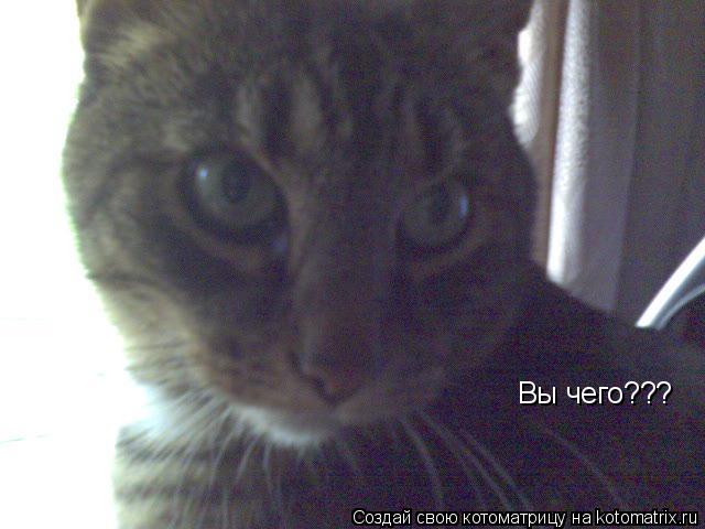 Вы чего???... Котоматрица: Вы чего???