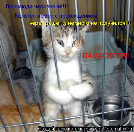 Лююююди-человееки!!!! Кажется номер с прохождением через решетку немного не получился!!! ПАМАГИТЕ!!!!... Котоматрица: Лююююди-человееки!!!! Кажется номер с прохождением через решетку немного не получился!!! ПАМАГИТЕ!!!!