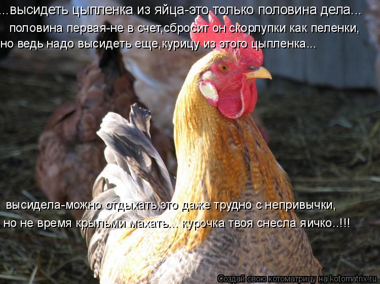 половина первая-не в счет,сбросит он скорлупки как пеленки, но ведь надо высидеть еще,курицу из этого... Котоматрица: половина первая-не в счет,сбросит он скорлупки как пеленки, но ведь надо высидеть еще,курицу из этого цыпленка... высидела-можно отдыхать,эт