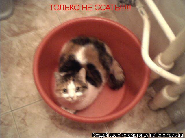 ТОЛЬКО НЕ ССАТЬ!!!!!... Котоматрица: ТОЛЬКО НЕ ССАТЬ!!!!!