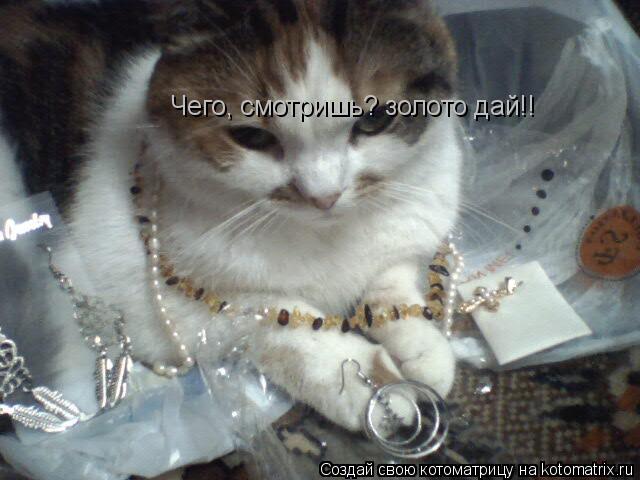 Чего, смотришь? золото дай!!... Котоматрица: Чего, смотришь? золото дай!!