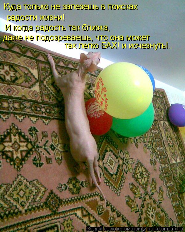 радости жизни! И когда радость так близка, даже не подозреваешь, что она может Куда только не залез... Котоматрица: радости жизни! И когда радость так близка, даже не подозреваешь, что она может Куда только не залезешь в поисках так легко БАХ! и исчезнуть!.