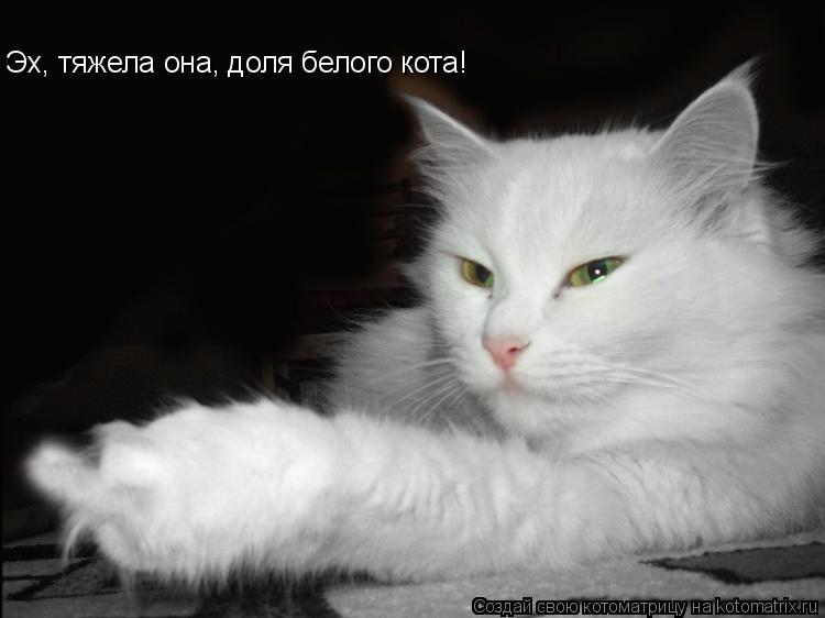 Эх, тяжела она, доля белого кота!... Котоматрица: Эх, тяжела она, доля белого кота!