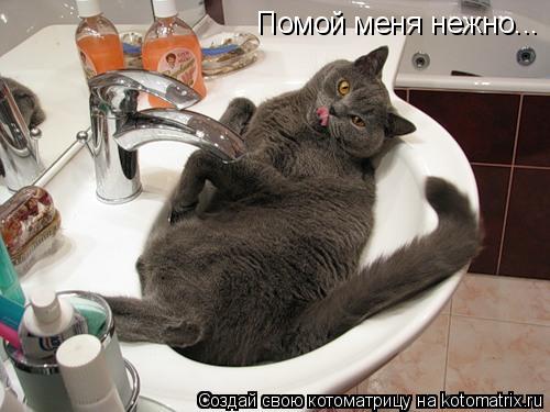 Помой меня нежно...... Котоматрица: Помой меня нежно...