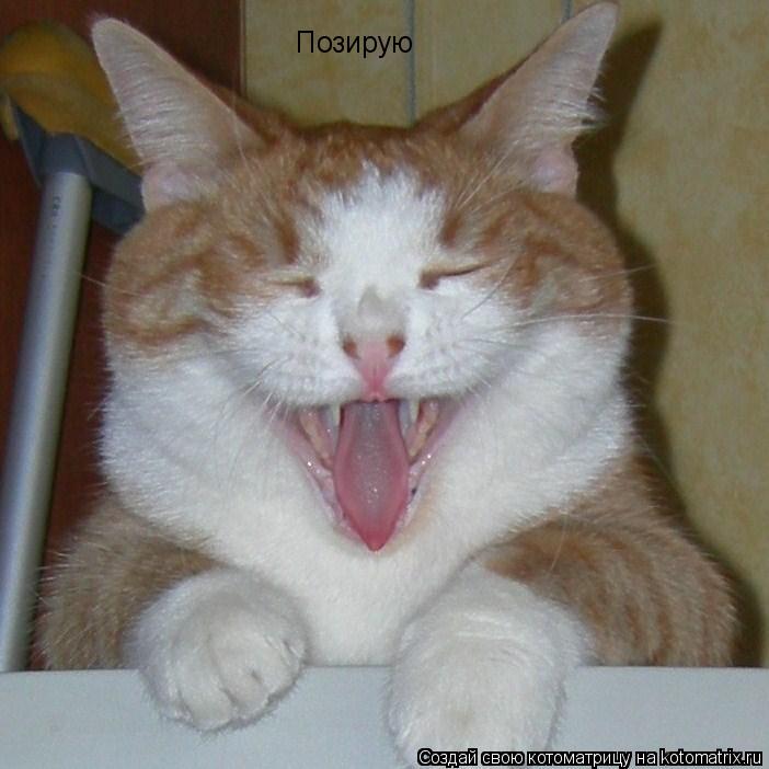 Позирую... Котоматрица: Позирую