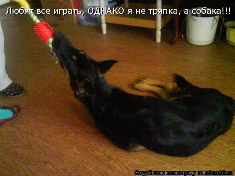 Любят все играть, ОДНАКО я не тряпка, а собака!!!... Котоматрица: Любят все играть, ОДНАКО я не тряпка, а собака!!!