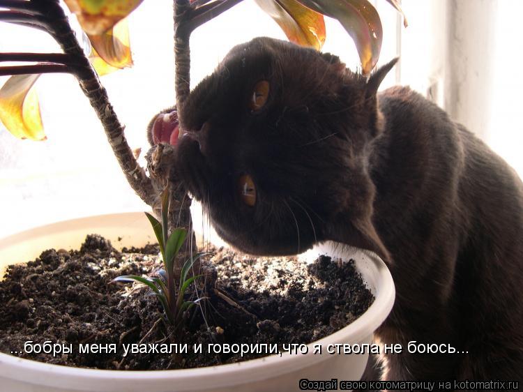 ...бобры меня уважали и говорили,что я ствола не боюсь...... Котоматрица: ...бобры меня уважали и говорили,что я ствола не боюсь...