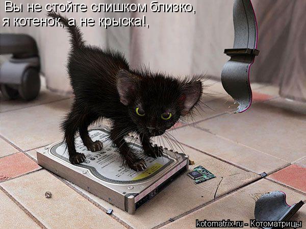 Вы не стойте слишком близко, я котенок, а не крыска!,... Котоматрица: Вы не стойте слишком близко, я котенок, а не крыска!,