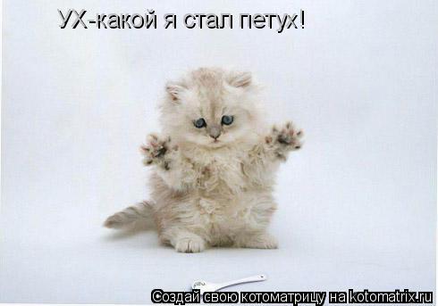 УХ-какой я стал петух!... Котоматрица: УХ-какой я стал петух!