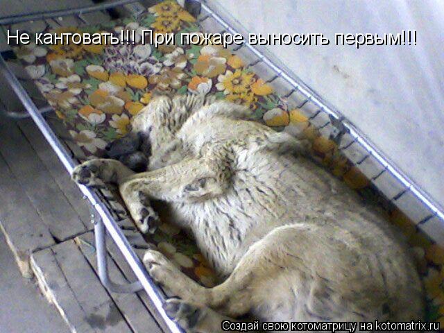 Не кантовать!!! При пожаре выносить первым!!!... Котоматрица: Не кантовать!!! При пожаре выносить первым!!!