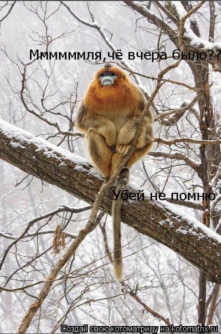 Ммммммля,чё вчера было??? Убей не помню Убей не помню... Котоматрица: Ммммммля,чё вчера было??? Убей не помню Убей не помню