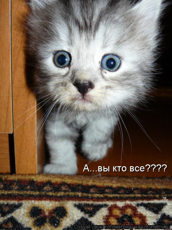 А...вы кто все????... Котоматрица: А...вы кто все????