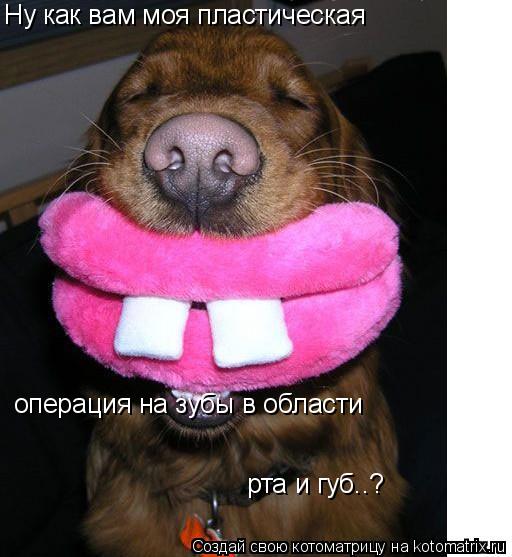 Ну как вам моя пластическая операция на зубы в области рта и губ..?... Котоматрица: Ну как вам моя пластическая операция на зубы в области рта и губ..?