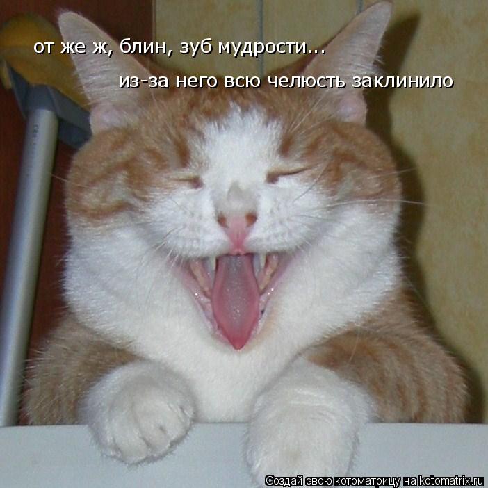 от же ж, блин, зуб мудрости... из-за него всю челюсть заклинило... Котоматрица: от же ж, блин, зуб мудрости... из-за него всю челюсть заклинило