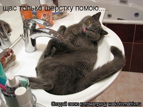 щас только шерстку помою........ Котоматрица: щас только шерстку помою.....