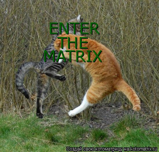 ENTER THE MATRIX... Котоматрица: ENTER THE MATRIX