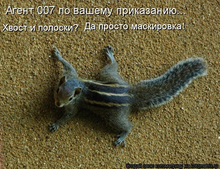 Агент 007 по вашему приказанию... Хвост и полоски? Да просто маскировка!... Котоматрица: Агент 007 по вашему приказанию... Хвост и полоски? Да просто маскировка!