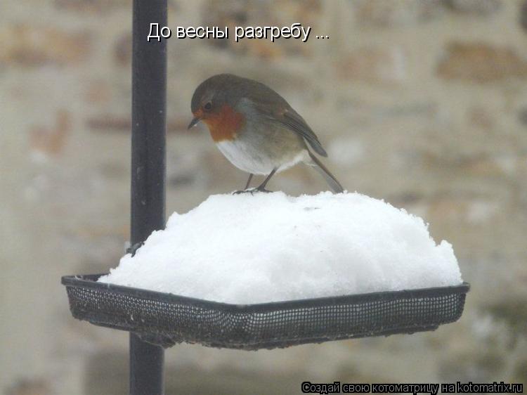 До весны разгребу ...... Котоматрица: До весны разгребу ...