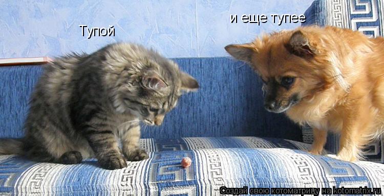 Тупой и еще тупее... Котоматрица: Тупой и еще тупее