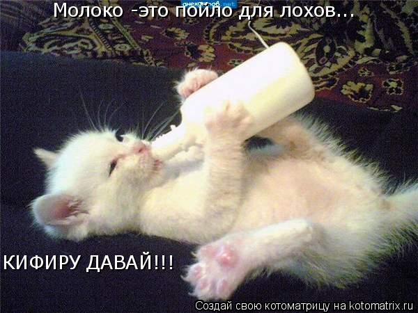 Молоко -это пойло для лохов... КИФИРУ ДАВАЙ!!! КИФИРУ ДАВАЙ!!!... Котоматрица: Молоко -это пойло для лохов... КИФИРУ ДАВАЙ!!! КИФИРУ ДАВАЙ!!!