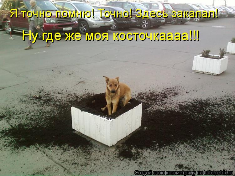Я точно помню! Точно! Здесь закапал! Ну где же моя косточкаааа!!!... Котоматрица: Я точно помню! Точно! Здесь закапал! Ну где же моя косточкаааа!!!