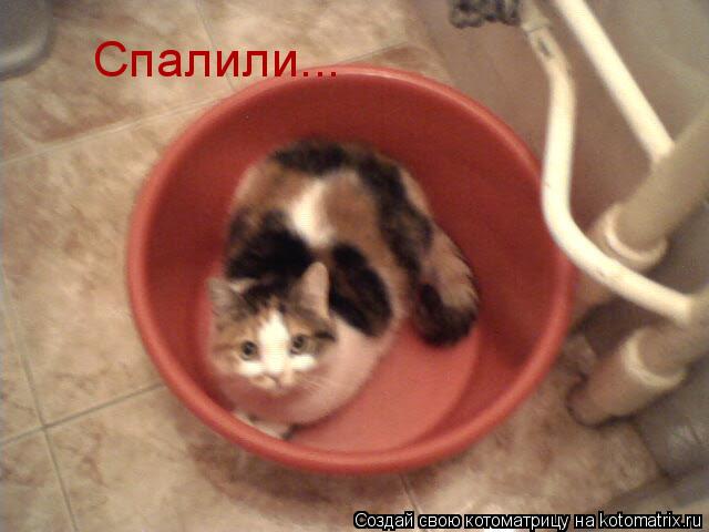Спалили...... Котоматрица: Спалили...