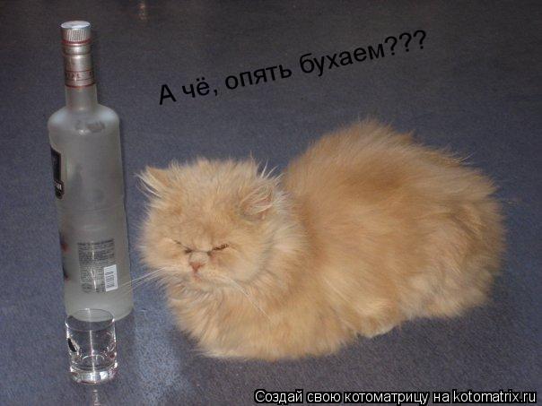 А чё, опять бухаем???... Котоматрица: А чё, опять бухаем???