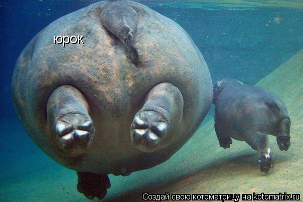 юрок... Котоматрица: юрок