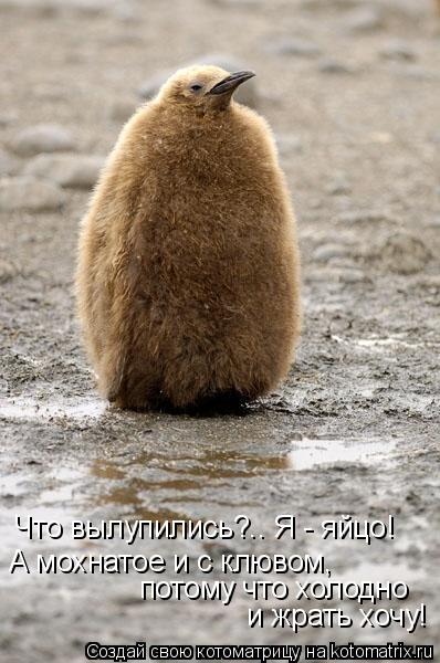 Что вылупились?.. Я - яйцо! А мохнатое и с клювом, потому что холодно и жрать хочу!... Котоматрица: Что вылупились?.. Я - яйцо! А мохнатое и с клювом, потому что холодно и жрать хочу!