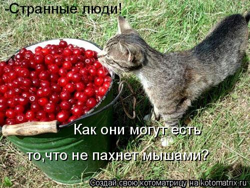 -Странные люди! Как они могут есть то,что не пахнет мышами?... Котоматрица: -Странные люди! Как они могут есть то,что не пахнет мышами?