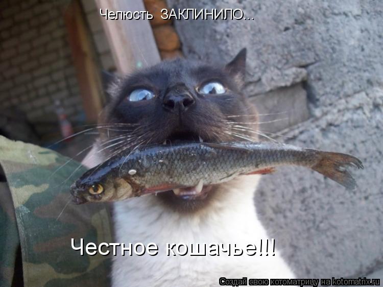 Честное кошачье!!! Челюсть ЗАКЛИНИЛО...... Котоматрица: Честное кошачье!!! Челюсть ЗАКЛИНИЛО...