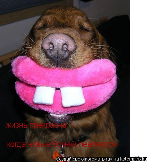 жизнь прекрасна когда новые ботнки певляются... Котоматрица: жизнь прекрасна когда новые ботнки певляются