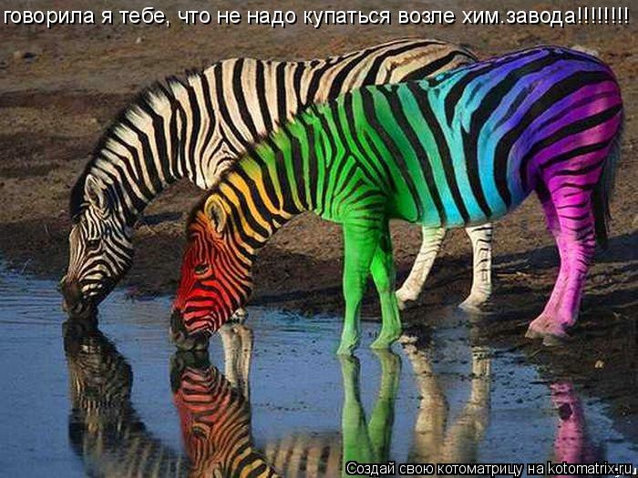 говорила я тебе, что не надо купаться возле хим.завода!!!!!!!!... Котоматрица: говорила я тебе, что не надо купаться возле хим.завода!!!!!!!!