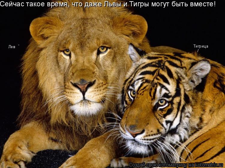 Сейчас такое время, что даже Львы и Тигры могут быть вместе! Тигрица Лев - /... Котоматрица: Сейчас такое время, что даже Львы и Тигры могут быть вместе! Тигрица Лев - /