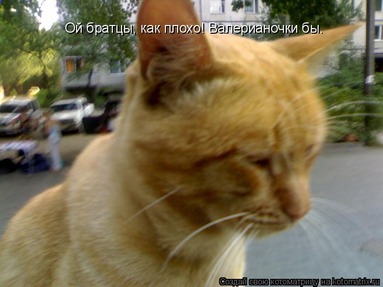 Ой братцы, как плохо! Валерианочки бы.... Котоматрица: Ой братцы, как плохо! Валерианочки бы.