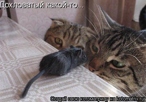 Дохловатый какой-то...... Котоматрица: Дохловатый какой-то...