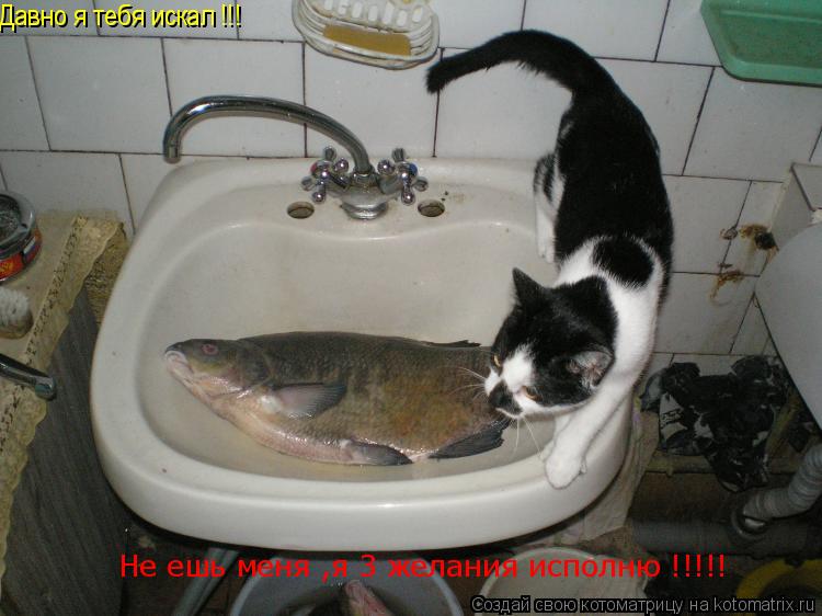 Давно я тебя искал !!! Не ешь меня ,я 3 желания исполню !!!!!... Котоматрица: Давно я тебя искал !!! Не ешь меня ,я 3 желания исполню !!!!!