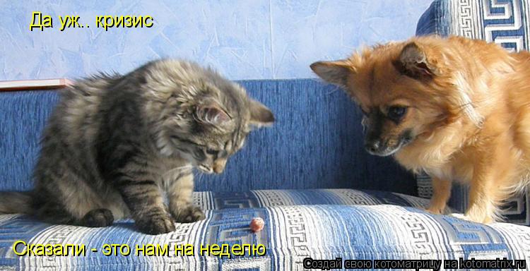 Да уж.. кризис Сказали - это нам на неделю... Котоматрица: Да уж.. кризис Сказали - это нам на неделю