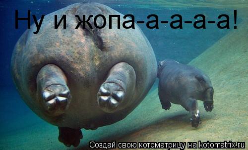 Ну и жопа-а-а-а-а!... Котоматрица: Ну и жопа-а-а-а-а!