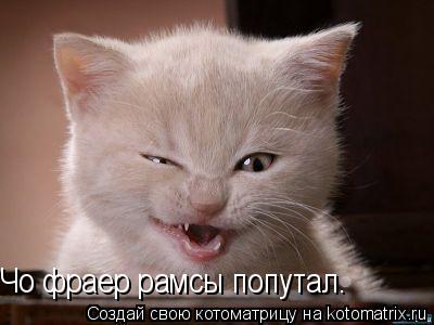 Чо фраер рамсы попутал.... Котоматрица: Чо фраер рамсы попутал.