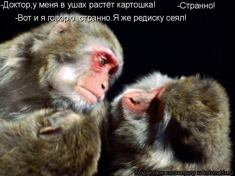 -Доктор,у меня в ушах растёт картошка! -Странно! -Вот и я говорю ,странно.Я же редиску сеял!... Котоматрица: -Доктор,у меня в ушах растёт картошка! -Странно! -Вот и я говорю ,странно.Я же редиску сеял!