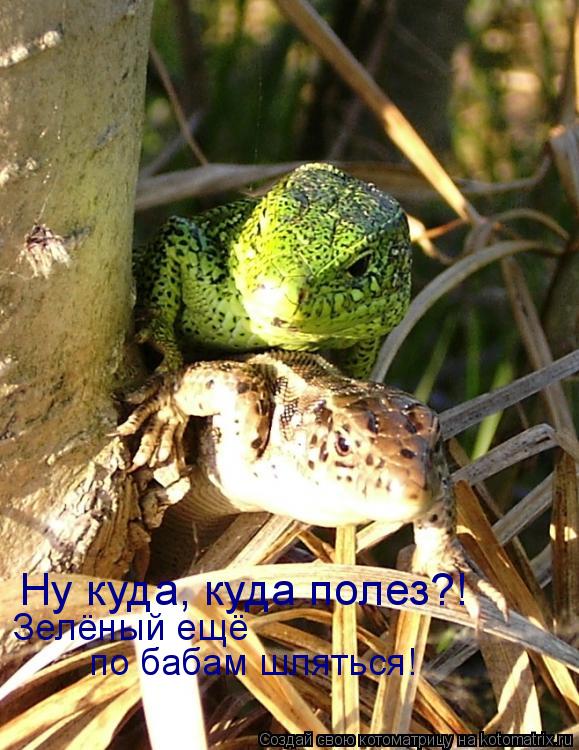 Ну куда, куда полез?! Зелёный ещё по бабам шляться!... Котоматрица: Ну куда, куда полез?! Зелёный ещё по бабам шляться!