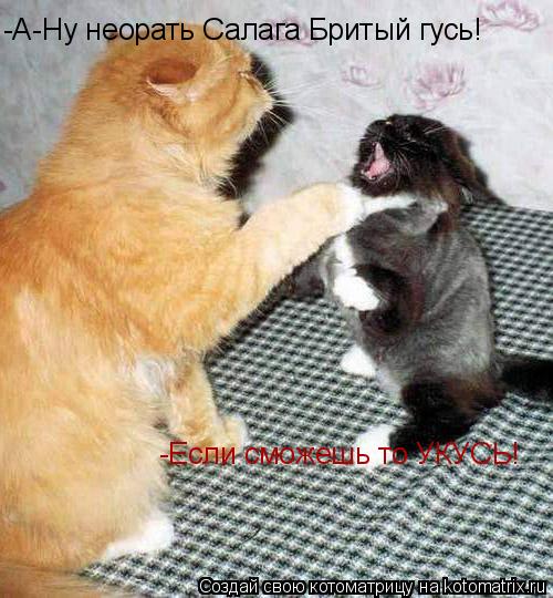 -А-Ну неорать Салага Бритый гусь! -Если сможешь то УКУСЬ!... Котоматрица: -А-Ну неорать Салага Бритый гусь! -Если сможешь то УКУСЬ!