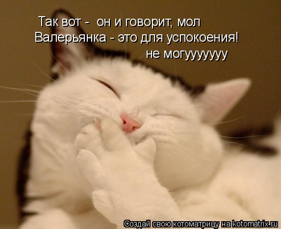 Так вот - он и говорит, мол Валерьянка - это для успокоения! не могууууууу... Котоматрица: Так вот - он и говорит, мол Валерьянка - это для успокоения! не могууууууу
