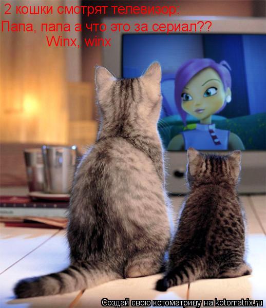 2 кошки смотрят телевизор: Папа, папа а что это за сериал?? Winx, winx... Котоматрица: 2 кошки смотрят телевизор: Папа, папа а что это за сериал?? Winx, winx