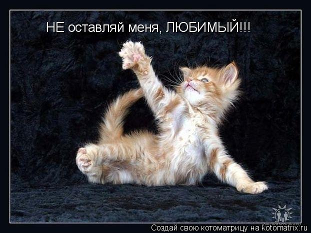 НЕ оставляй меня, ЛЮБИМЫЙ!!!... Котоматрица: НЕ оставляй меня, ЛЮБИМЫЙ!!!